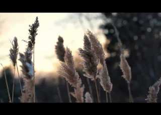 Best Music For Writing Essays And Reports Study Music No Words