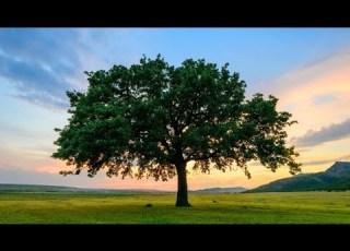  UKIOTA NDOTO UPO PORINI MITI UNAKATA KUNI Maana Yake Kibiblia