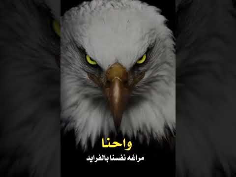 احنا صقور الويل في اليل السود