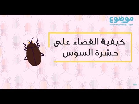 كيفية القضاء على حشرة السوس