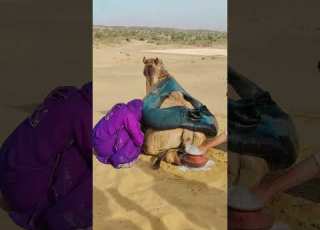  فتاة صحراوية تمارس ال الفاحش مع جمل Shorts Camel Animals