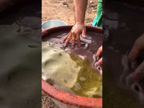 See How Olive Oil Was Separated From The Coral In The Past