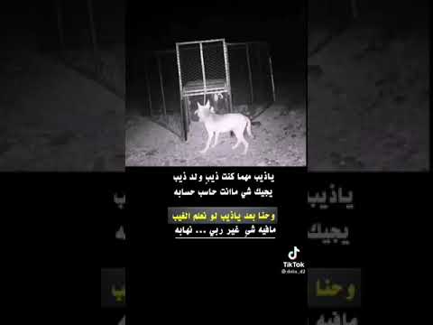 ياذيـب مهما كنت ذيب ولد ذيب يجيك شـي منت حاسب أحسابه