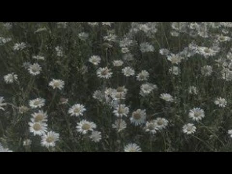 ليش ما عرفتك من زمان يزن حيفاوي اغاني الاردن ترند