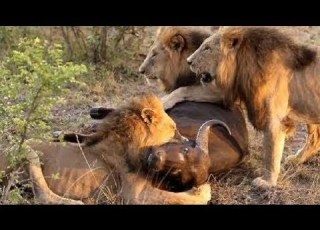 اسود تفترس صغير الجاموس عندما حاول الدفاع عن القطيع الشاشه كامله جوده عاليه