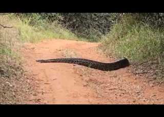  Nyoka Mkubwa Ameonekana Akivuka Barabara Karura Forest Nairobi Fblifestyle