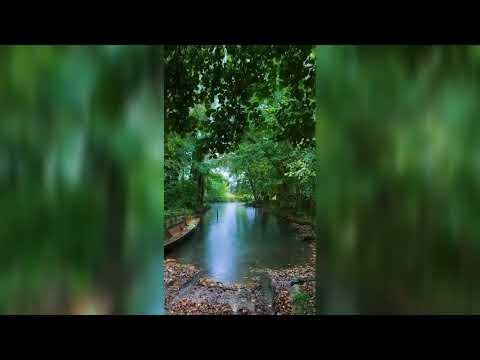 Honey On The Dashboard