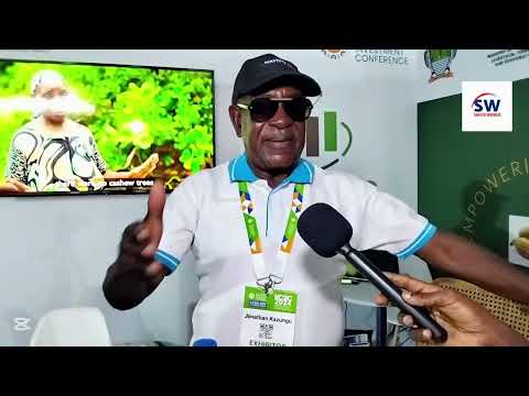 WHY KOROSHO CASHEW NUTS STILL KILIFI S MAIN AGRO PRODUCT