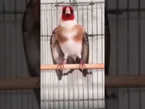 مقنين شارمار قوة ربي يبارك