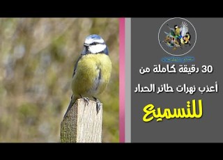  دقيقة 30 دقيقة كاملة من تغاريد طائر الحداد للتسميع