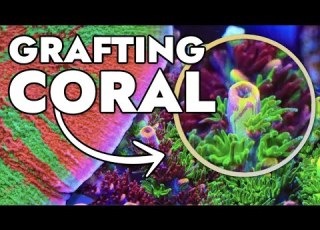  Top 10 Grafted Corals At Top Shelf Aquatics 30 000 Gallon Farm