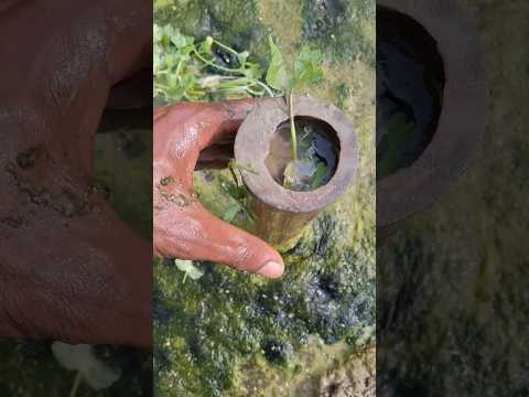 Unbelievable Bamboo Trap Fishing Method In Canal 3 Shorts