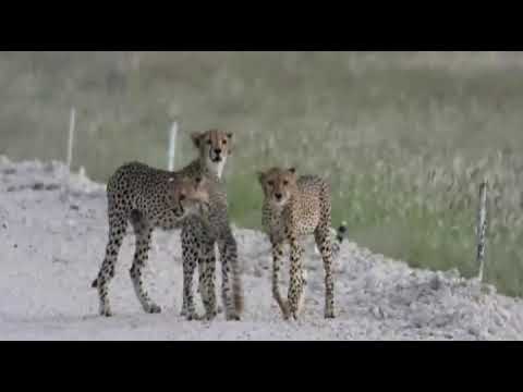 Tsavo Kenya Ghepardi Al Kiboko River Camp Tsavo Kenya Ghepardi Al Kiboko River Camp