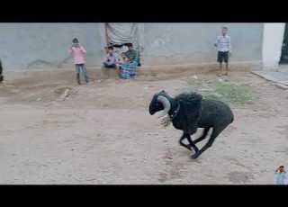 Tagaru Fighting