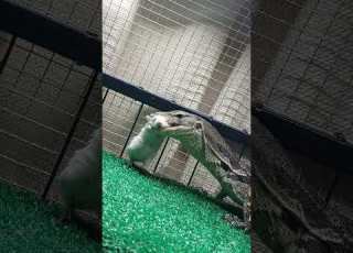  Monitor Lizard Live Feeding