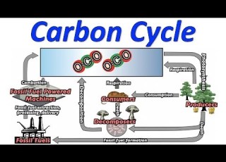  Carbon Cycle Song Mr W S Music Video