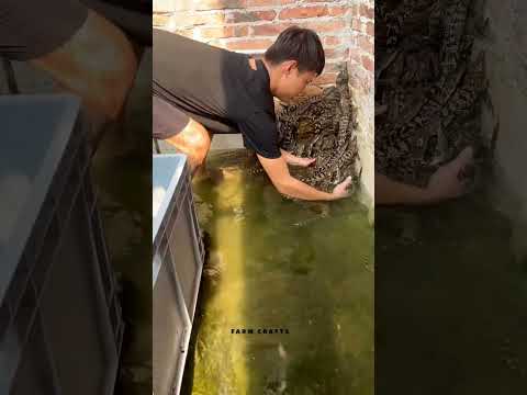 حرفي يلتقط التماسيح الصغيرة بيديه ويضعها في دلو حرفي يلتقط التماسيح الصغيرة بيديه ويضعها في دلو