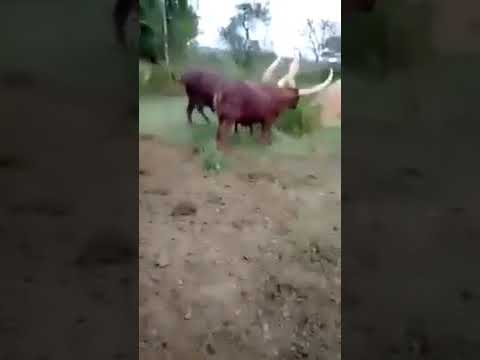 Kagume Noyigamba Taata Best Ankole Raps