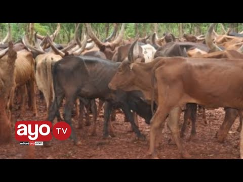 TAZAMA VITA YA WAKULIMA NA WAFUGAJI ULANGA MOROGORO KISA MAKUNDI YA NG OMBE KUHARIBU MAZAO