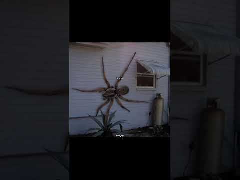 عناكب استراليا History العلم Hevi Xp معلومات عامة Fyp