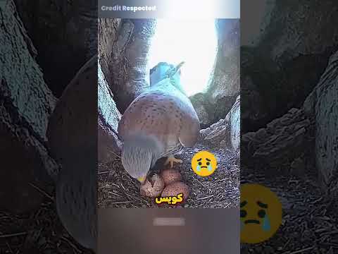 فكرة الصقر الجيدة في الانتقام Shorts