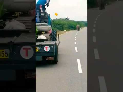 Hello How Is Elephant S Walk Bundala Shortsfeed Shorts Elephantwalk Elephant