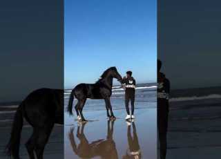  Who Is Black Horse Lover Horse Black Viralshort Foryou