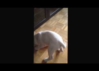 Bulldog Attacking Cock