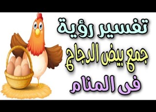 تفسير رؤية جمع بيض الدجاج في المنام رؤية جمع البيض من تحت الدجاج فى الحلم