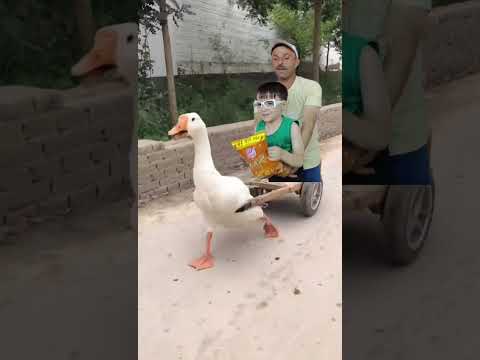 البطه البطه Duck Duck