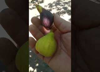 قطف أول ثمرة من التين الكرموس صنف عنق الحمام و لله الحمد 2023 تطعيم تعقيل تقليم الأشجار المثمرة