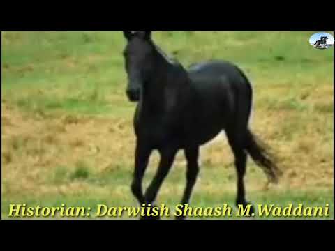 Axmed Farax Cali Idaajaa Fardihii Somalia Ugu Caansanaa Iyo Magacoodii Iyo Ragii Iska Laha Magacodi Axmed Farax Cali Idaajaa Fardihii Somalia Ugu Caansanaa Iyo Magacoodii Iyo Ragii Iska Laha Magacodi