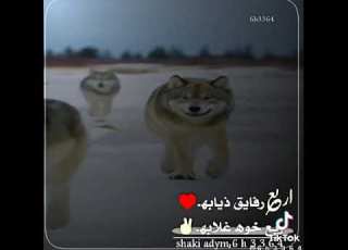 اربع رفايق ذيابه اربع خواه غلابه