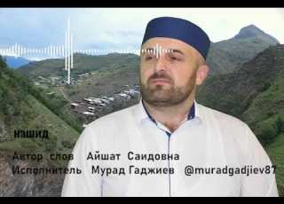  Аварский НАШИД Мурад Гаджиев Назидание