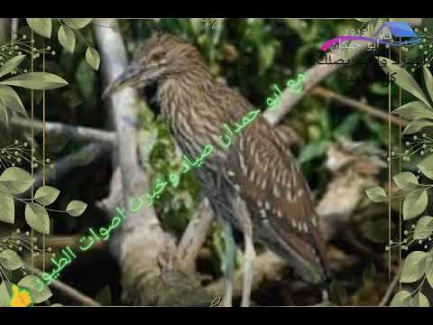 صوت المالك الحزين اليلي الواق