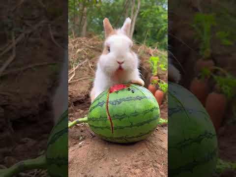 Der Kleine Hase Isst Wassermelone Und Sein Mund Wird Rot Niedlicher Haustier Debütplan Kaninche