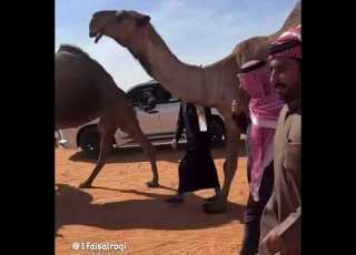 وعر من فرديات ندر الصفر لـ د بن مبارك الد