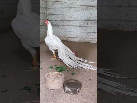 ديك هراتي ابيض نادر