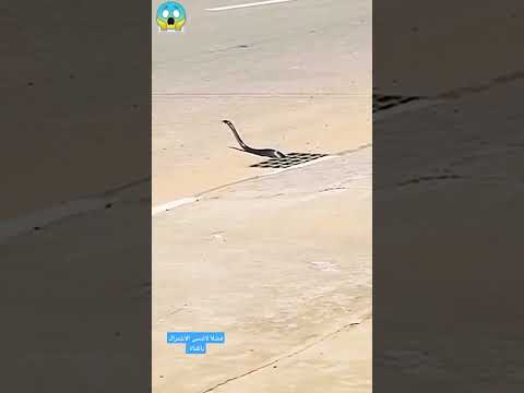 سرعة الافعى وقت الظهيرة