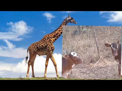 LUKWALA MANG OMBE UJUMBE WAMAYOMBIMAISHA