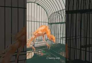 كناري طويل كنار كناري الكناري عصافير عصفور طيور Canary Birds Kenari Canarias Canario