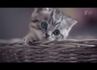  Реклама Whiskas 2016 Вискас для котят