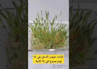 انبات حبوب الدخن في ١٤ يوم مسرع ل ١٨ ثانية