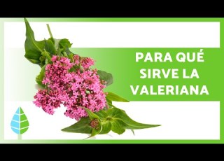  BENEFICIOS De La VALERIANA Propiedades Medicinales Cómo Tomarla Y Contraindicaciones
