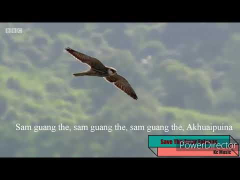 AKHUAIPUINA AMUR FALCON SONG