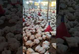 تربية الفراخ البيضاء فى المزارع زيادة اوزان الفراخ بسرعة الصاروخ تربية الدواجن