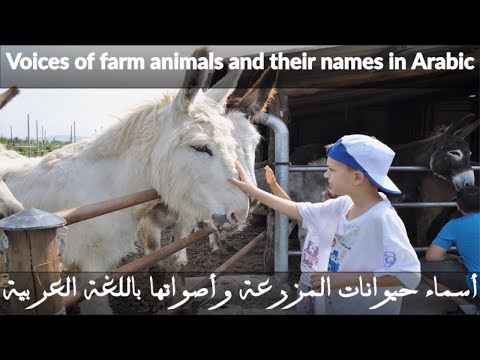 Learn Farm Animals Names And Sounds For Children Kids Learn Farm Animals Names And Sounds In Arabic