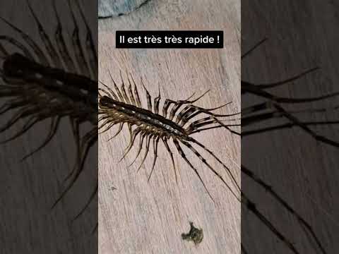 An Impressive Centipede The Swift Centipede