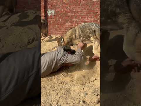 الذيب بعد ماكن بيلعب مع الطفل غدر بية وكن عيز ياكله الذئب الصيد اكسبلور