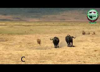 Lions Vs Buffalo Lions Attempt To Attack Buffalo But Failed